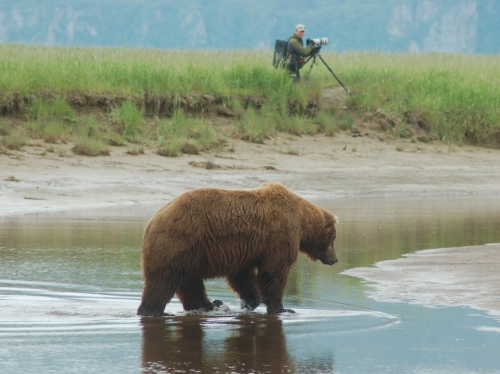 grizzly bear attack. Photographing Grizzly Bears