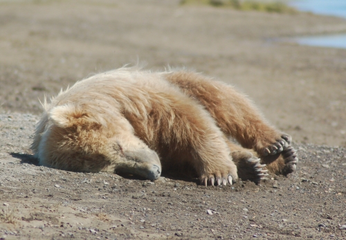 Sleepy Grizzly Bear