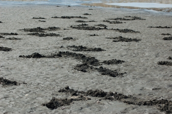 grizzly bears holes left from clamming