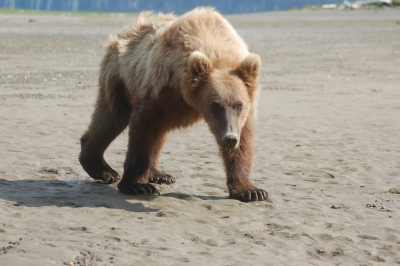brown bear sub adult clamming in Katmai National Park Alaska