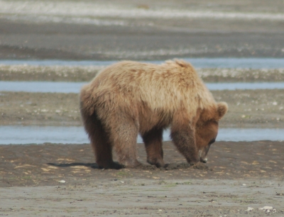 grizzly bear subadult in Katmai Alaska