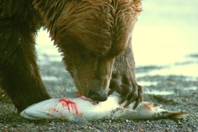 grizzly bear eating Alaskan salmon