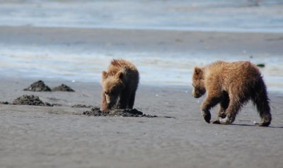 grizzly bear cubs practice clamming in Katmai Alaska