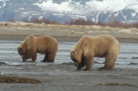 two grizzly bears feeding in Alaska